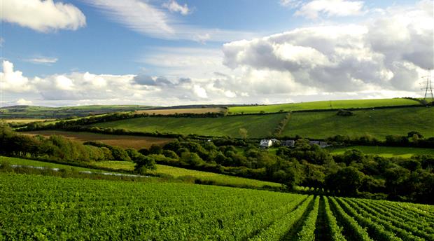 Camel Valley Vineyard Picture 3