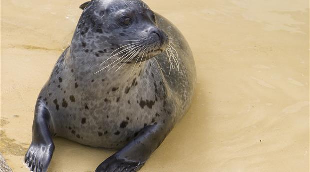 Cornish Seal Sanctuary Picture 4