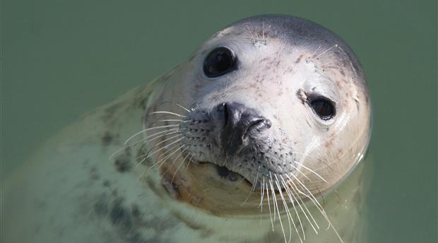 Cornish Seal Sanctuary Picture 6
