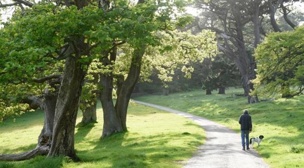 Trelissick Garden Picture 1