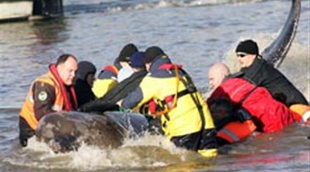 British Divers Marine Life Rescue Picture 1