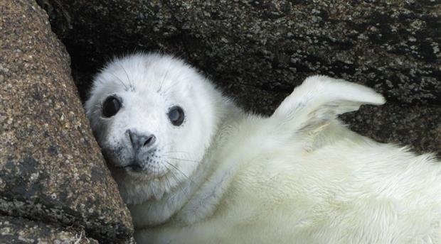 Cornwall Seal Group Picture 1