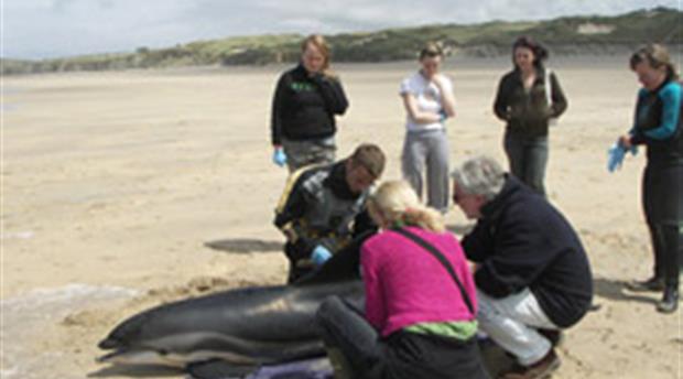 Marine Strandings Network Picture 1
