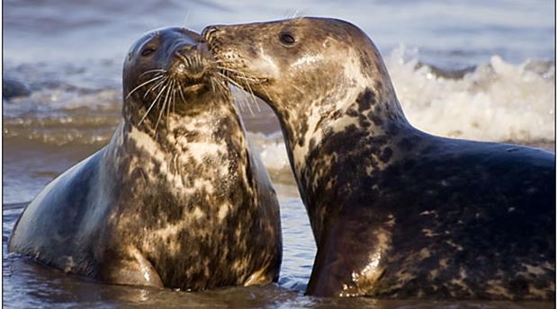 A year in the life of seals Picture 1