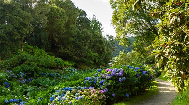 Trebah Garden Picture 5