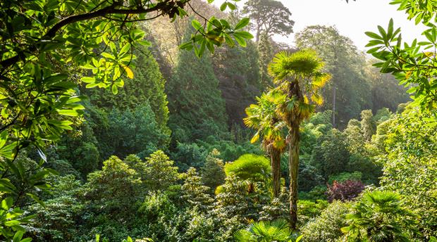 Trebah Garden Picture 6