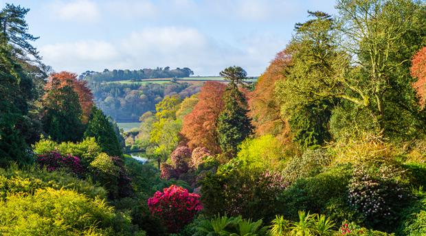 Trebah Garden Picture 2