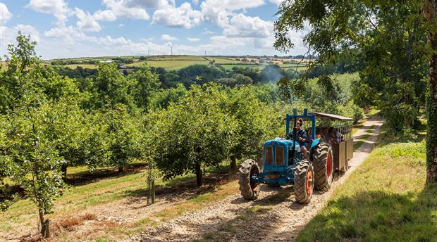 Healeys Cornish Cyder Farm Picture 7