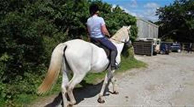 Barguse Riding Centre Picture 1
