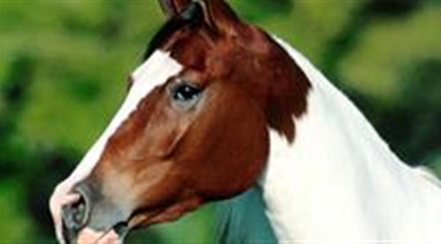 Newquay Riding Stables Picture 1