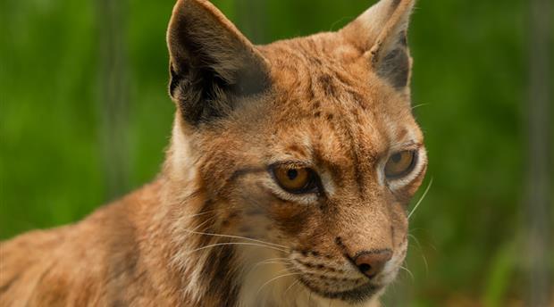 Newquay Zoo Picture 6