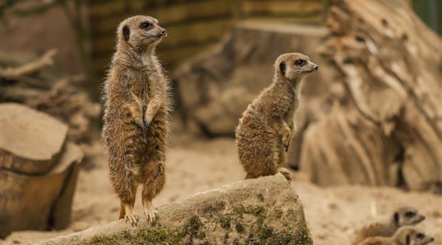 Newquay Zoo Picture 4
