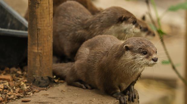 Newquay Zoo Picture 3