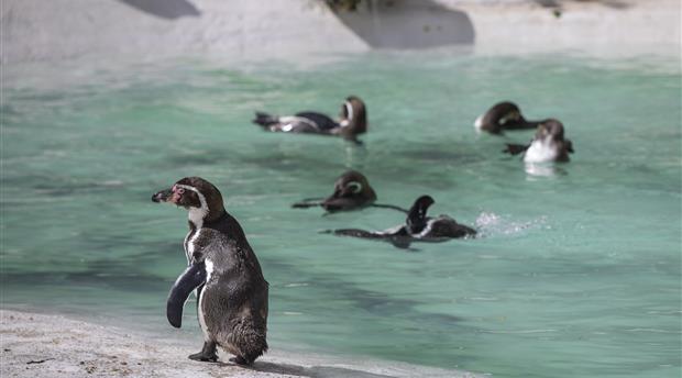 Newquay Zoo Picture 2