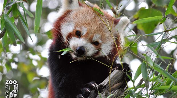 App For Cornwall Newquay Zoo