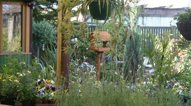 Goldenbank Nursery & Garden Centre Picture 1