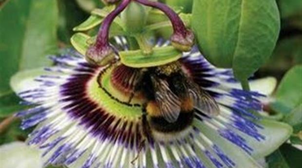Pentewan Valley Nurseries Picture 1