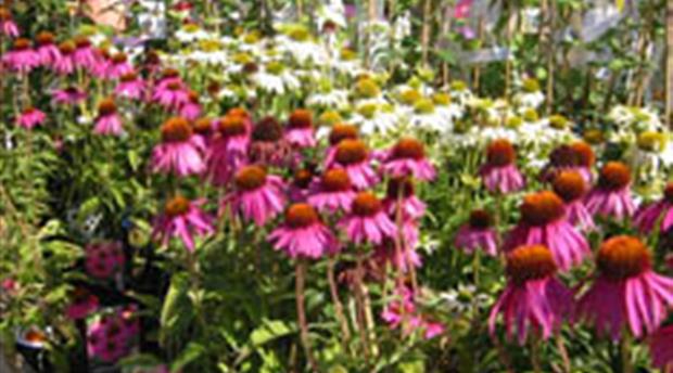 St Austell Garden Centre Picture 1