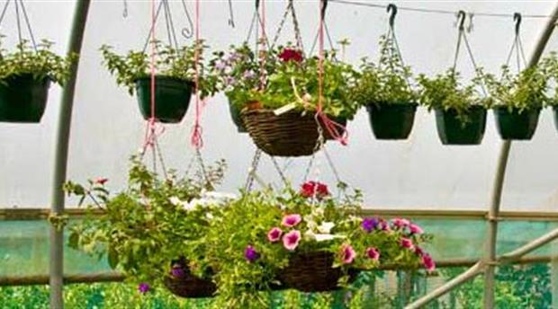 Tartendown Nurseries Picture 1