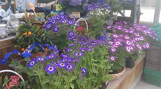 Trevenson Moor Garden Centre Picture 1