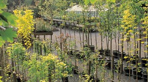 Trewithen Gardens Picture 1