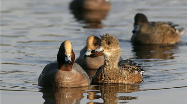 Birdwatching for beginners Picture 3