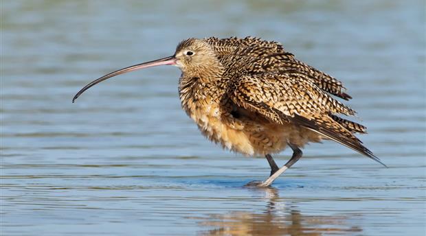 Birdwatching for beginners Picture 1