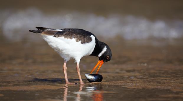 Birdwatching for beginners Picture 2