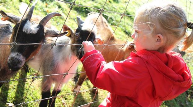 Coombe Mill Farm Picture 3