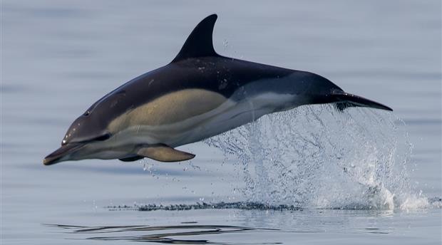 Padstow Sealife Safaris Picture 2