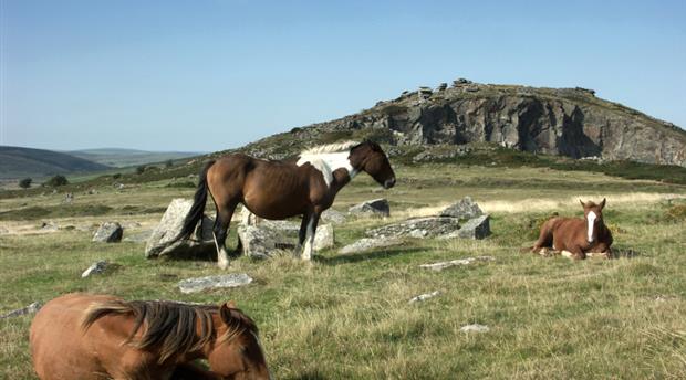 Bodmin Moor Picture 1