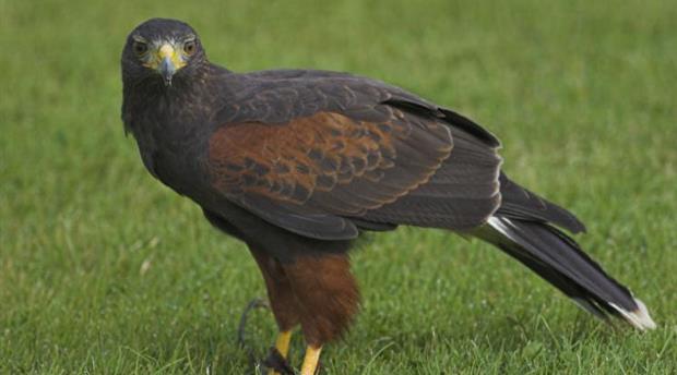 Cornish Birds of Prey CIC Picture 2