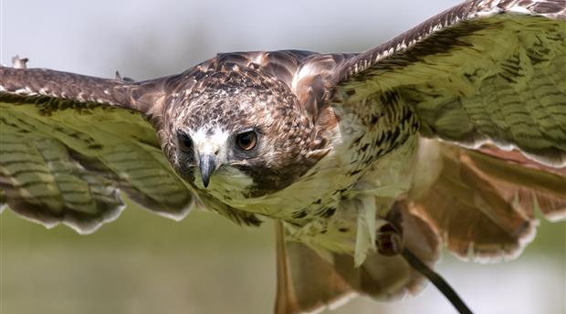 Cornish Birds of Prey CIC Picture 4