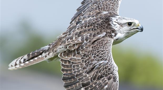 Cornish Birds of Prey CIC Picture 3