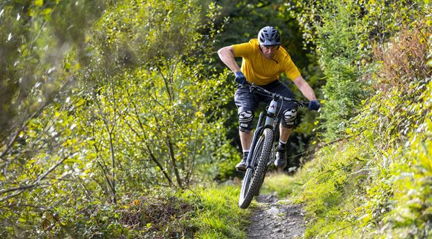 Cardinham Woods Picture 2