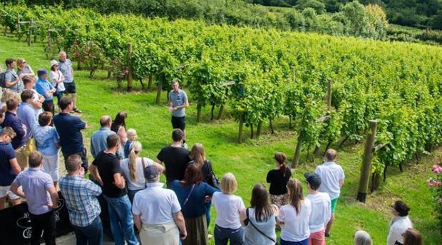 Camel Valley Vineyard Picture 1