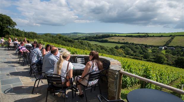 Camel Valley Vineyard Picture 4