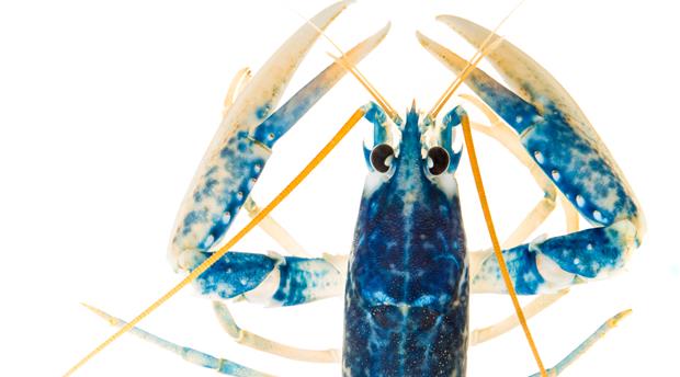 The National Lobster Hatchery Picture 2