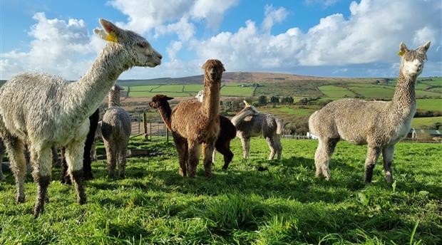 Alpaca Trekking Cornwall Picture 1