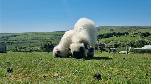 Alpaca Trekking Cornwall Picture 4