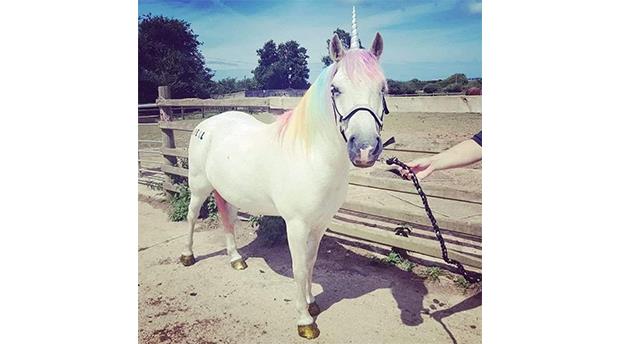 Barnwell Equestrian Centre Picture 2