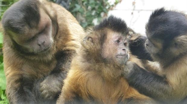 Monkey Sanctuary Picture 4