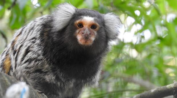 Monkey Sanctuary Picture 3