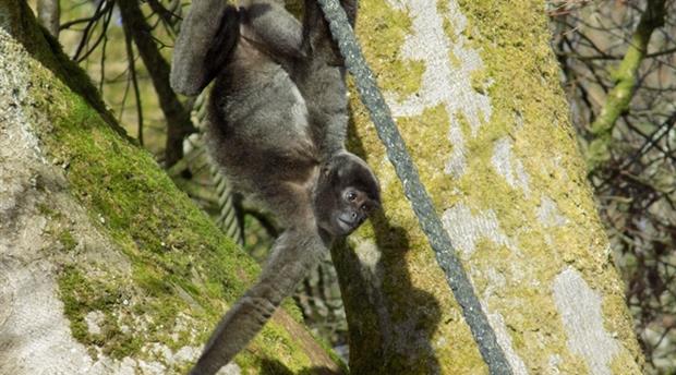 Monkey Sanctuary Picture 2