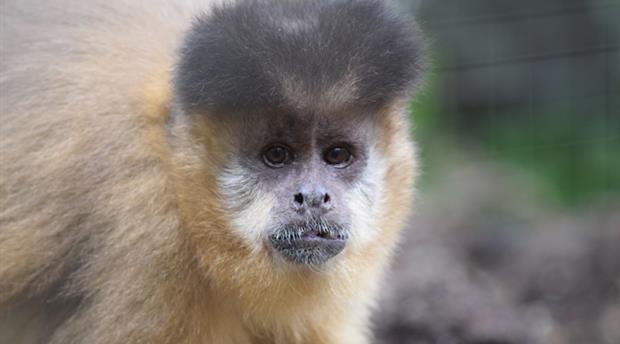 Monkey Sanctuary Picture 1