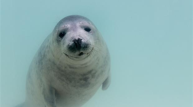 Cornish Seal Sanctuary Picture 3