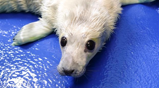 Cornish Seal Sanctuary Picture 1