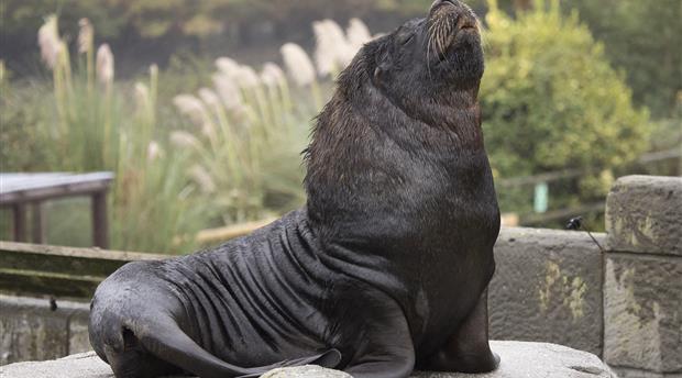 Cornish Seal Sanctuary Picture 3