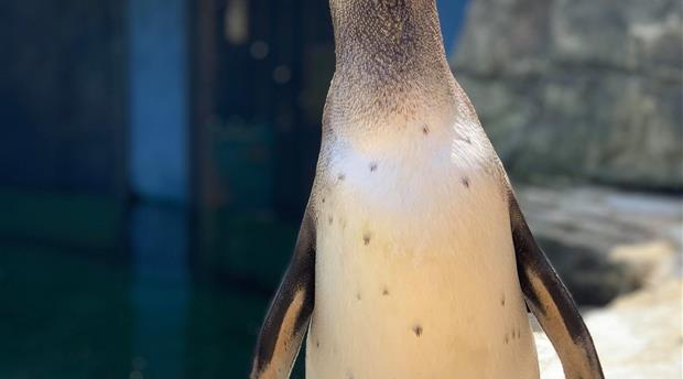 Cornish Seal Sanctuary Picture 4