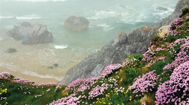 Cornwall Wildlife Trust Picture 1